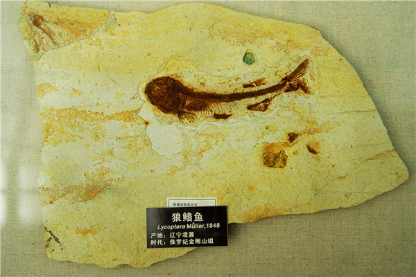 狼鳍鱼化石