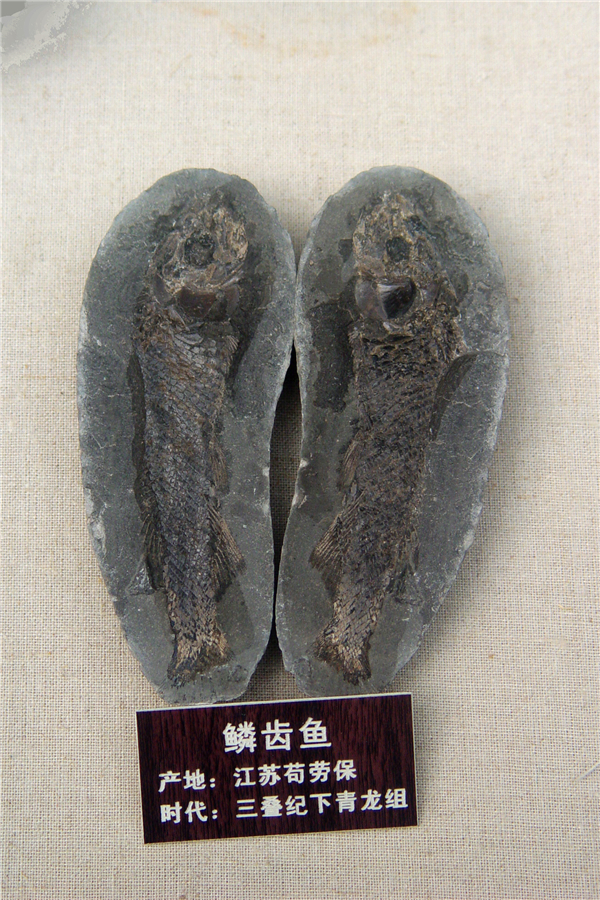 鳞齿鱼化石
