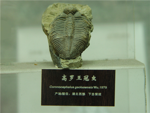 高罗王冠虫