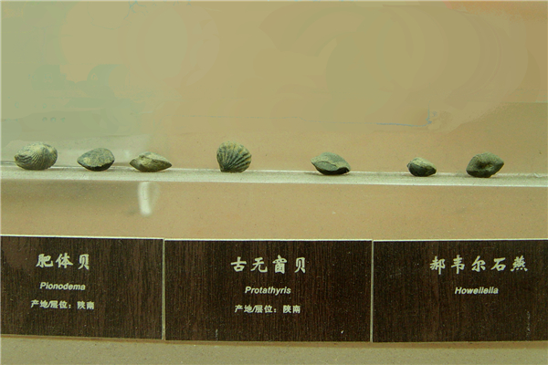 古无窗贝化石