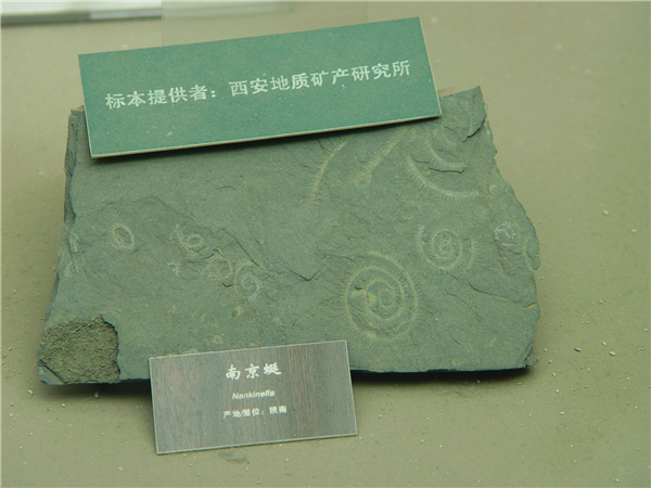南京蜓化石