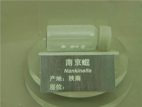 南京蜓化石