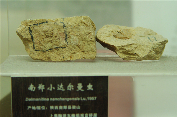 南郑小达尔曼虫