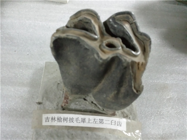 披毛犀臼齿化石