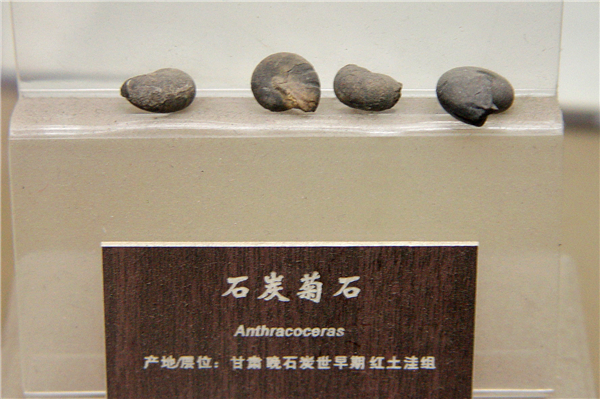 石炭菊石化石