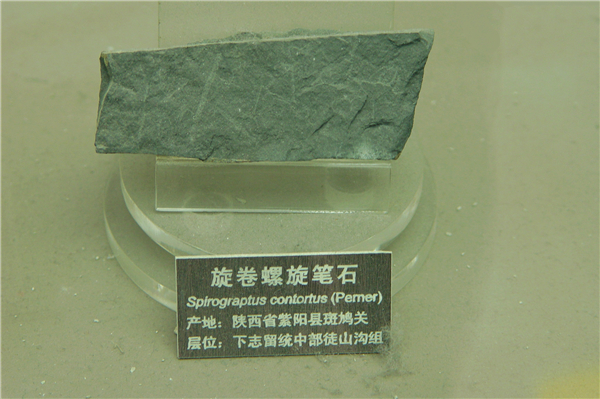 旋卷螺旋笔石