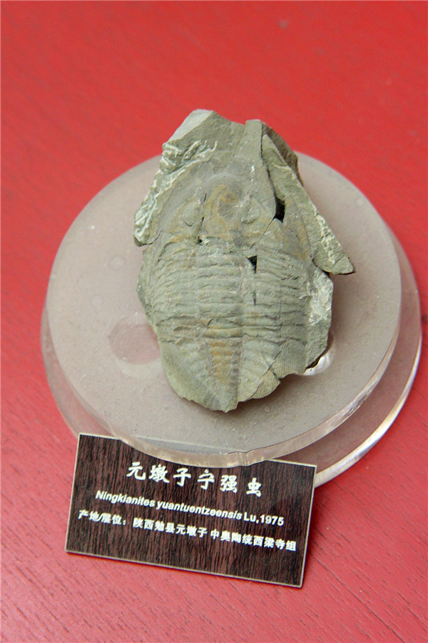 元墩子宁强虫