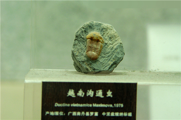 越南沟通虫