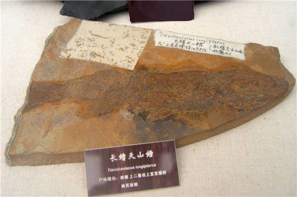 长鳍天山鳕化石