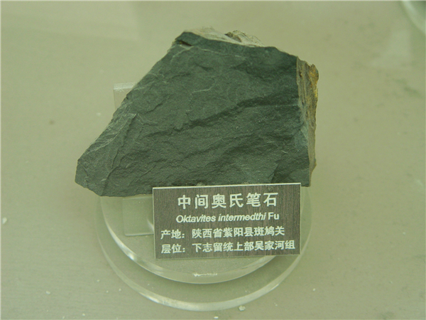 中间奥氏笔石