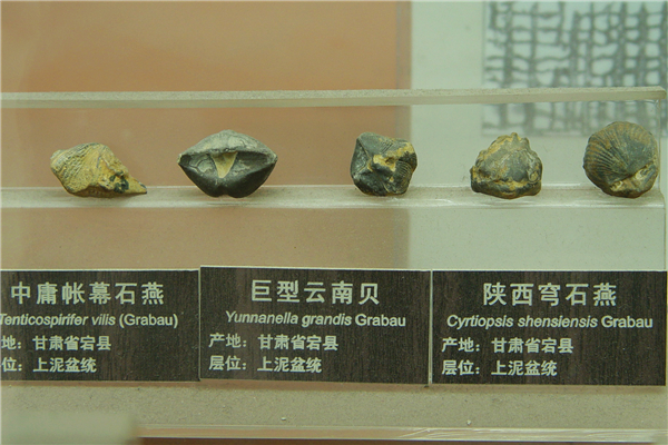 中庸帐幕石燕化石