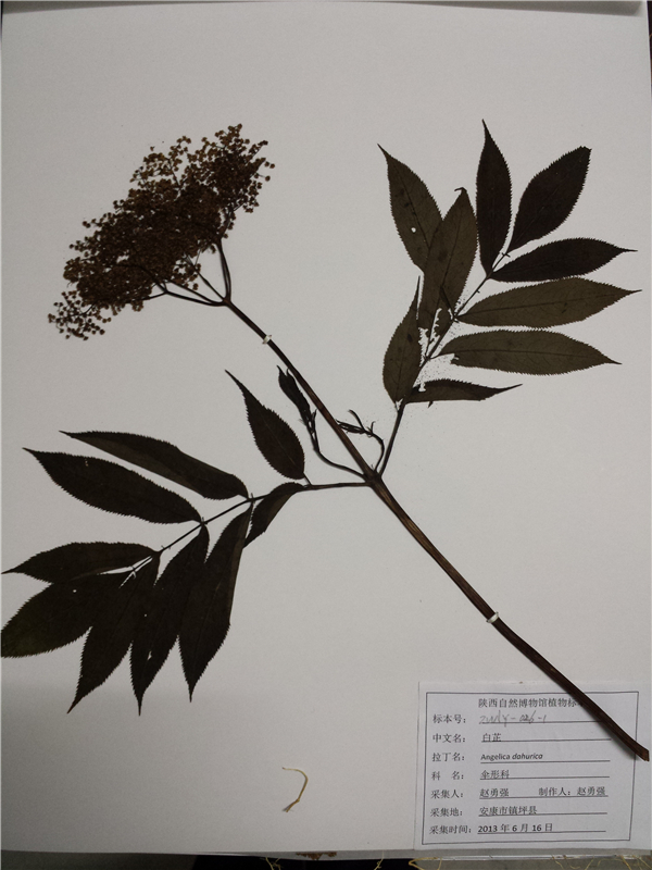 白芷