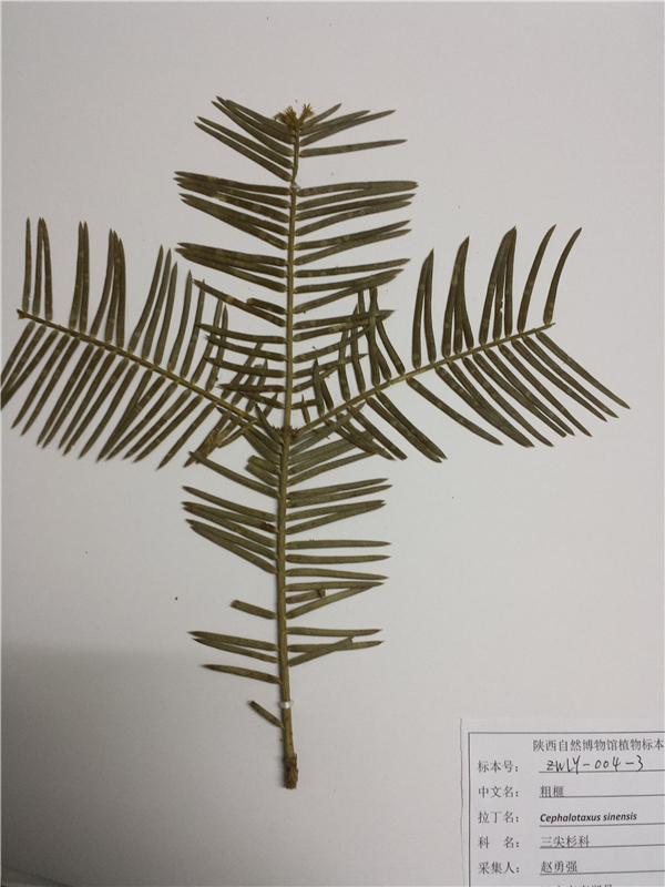 粗榧