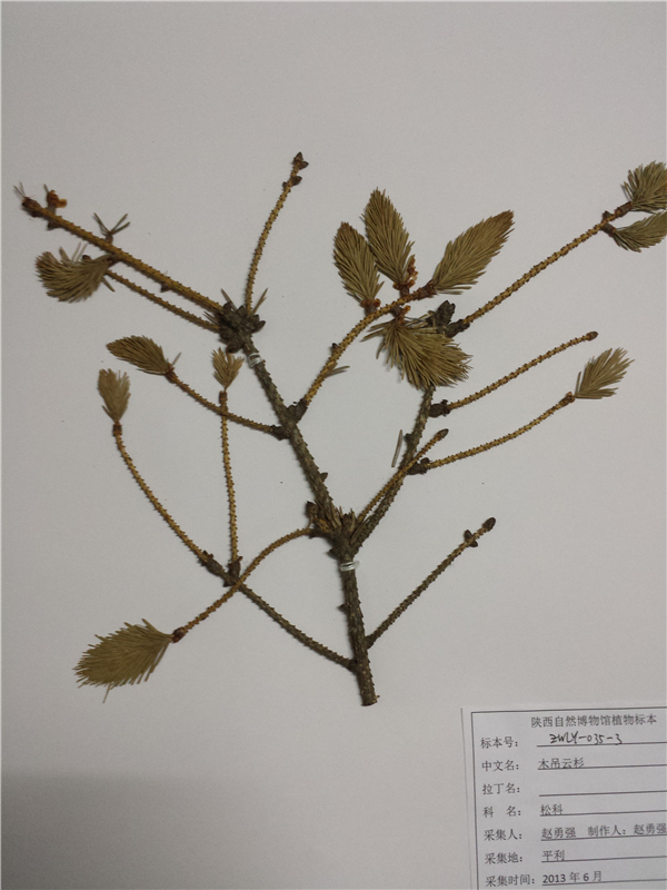 木吊云杉