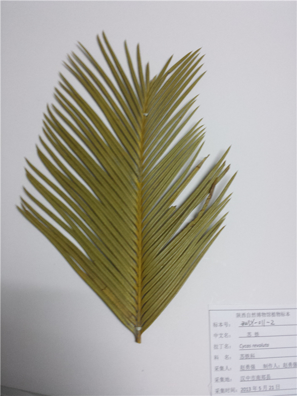苏铁