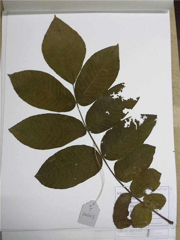 野胡桃