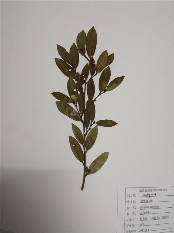 中华蚊母树